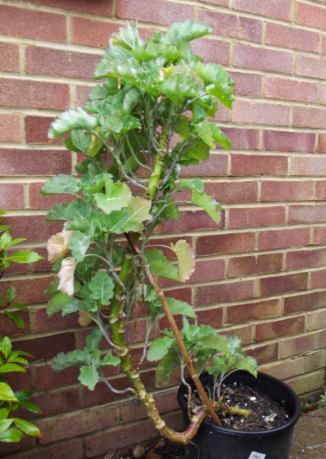 NomeGrown Perennial Kale Cuttings