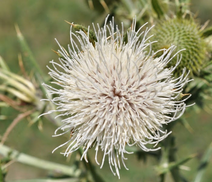 Fleur Fleur
