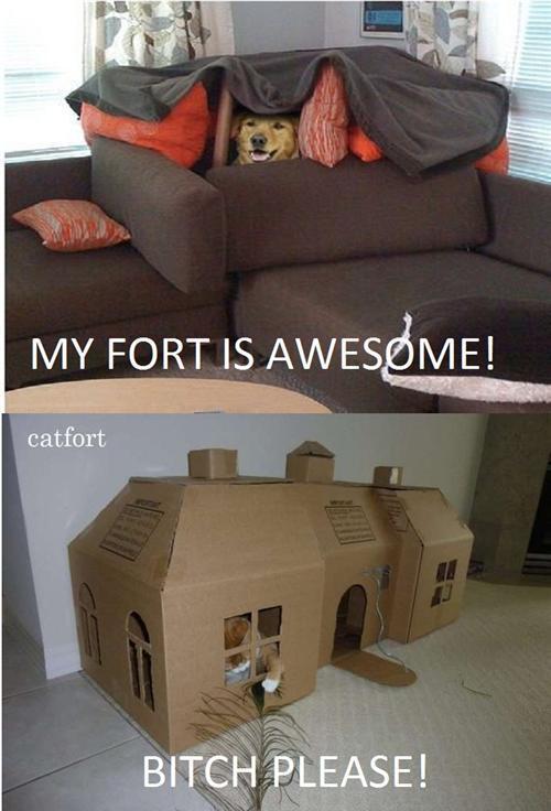 Dog In Fort
