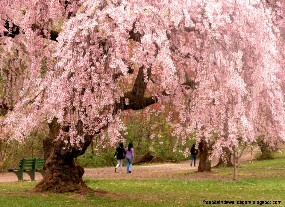 Newark Cherry Blossoms Newark Cherry Blossoms