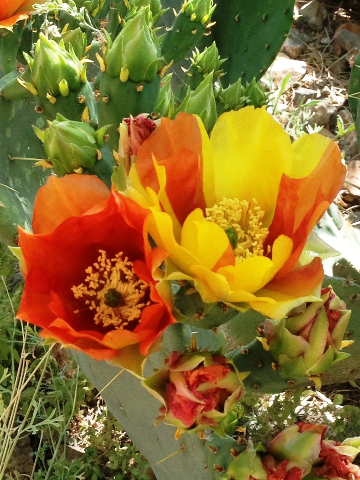 Tucson Daily Photo Happy Mother's Day from Tucson, AZ!