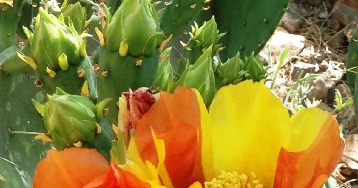 Tucson Daily Photo Happy Mother's Day from Tucson, AZ!