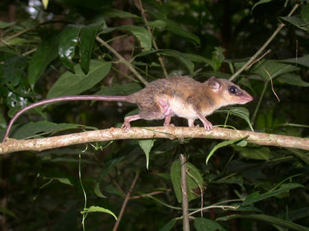 Variety of Life Marmosa
