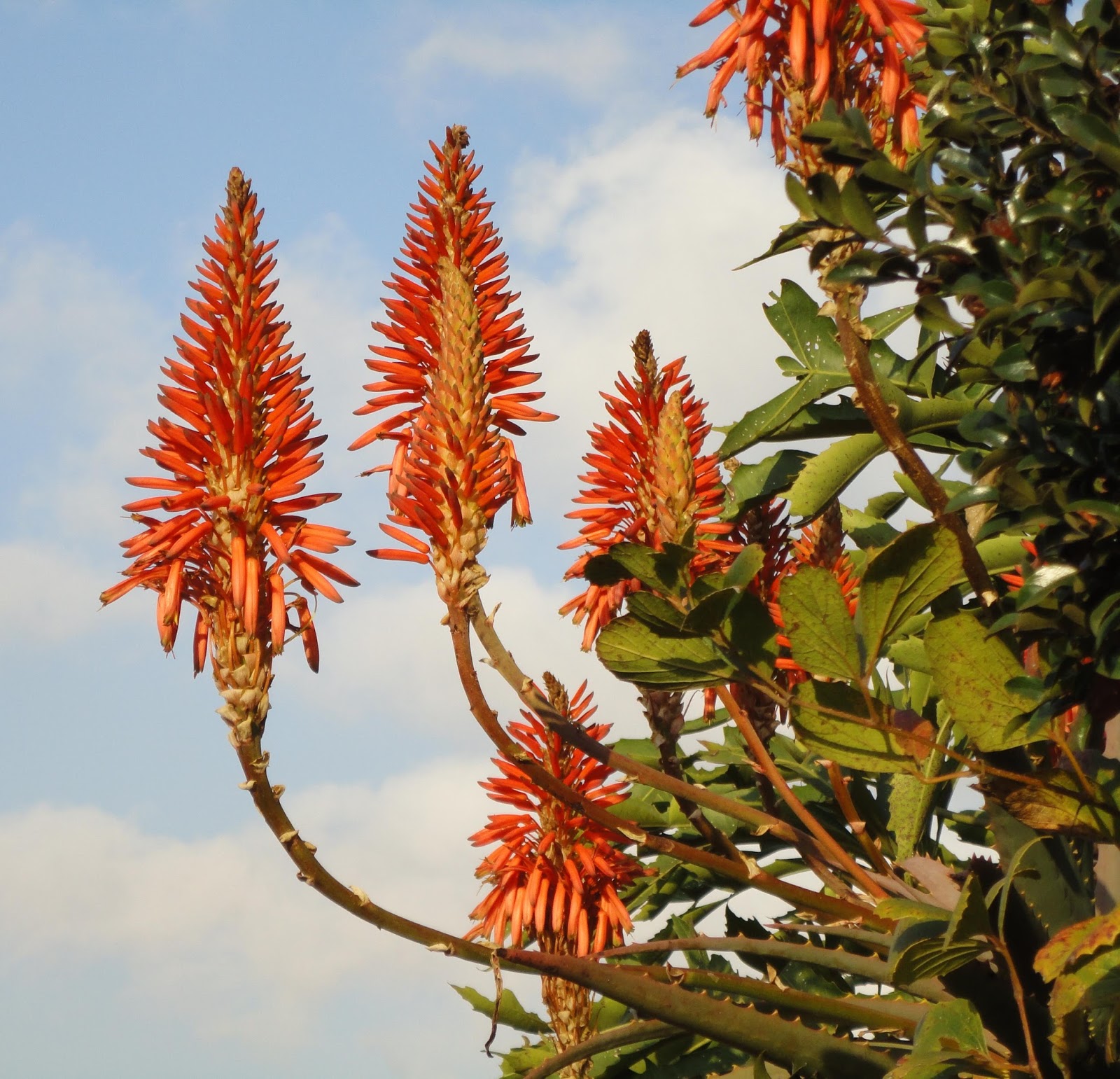 Trees Aloe Arborescens Candelabra Aloe