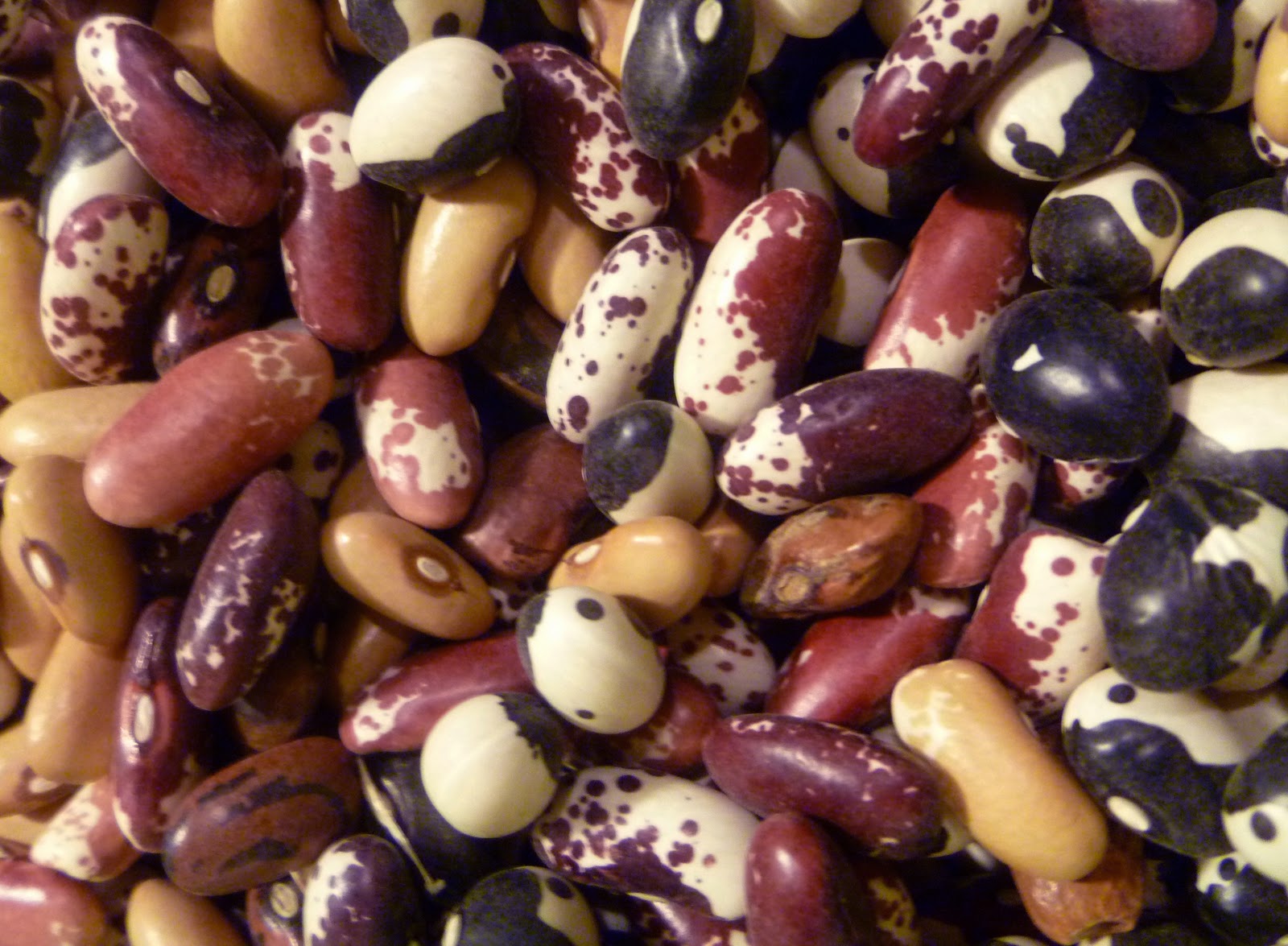 heirloom beans