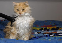 smelly cat hoover your carpet because of smelly cat