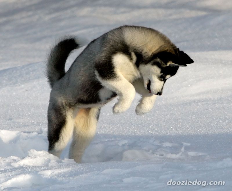 Siberian-Husky-wild.jpg