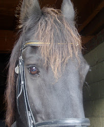 Trude the beautiful Friesian