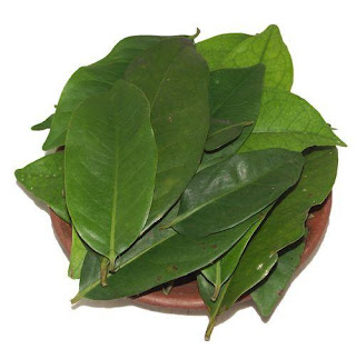 Manfaat Daun Salam daun salam