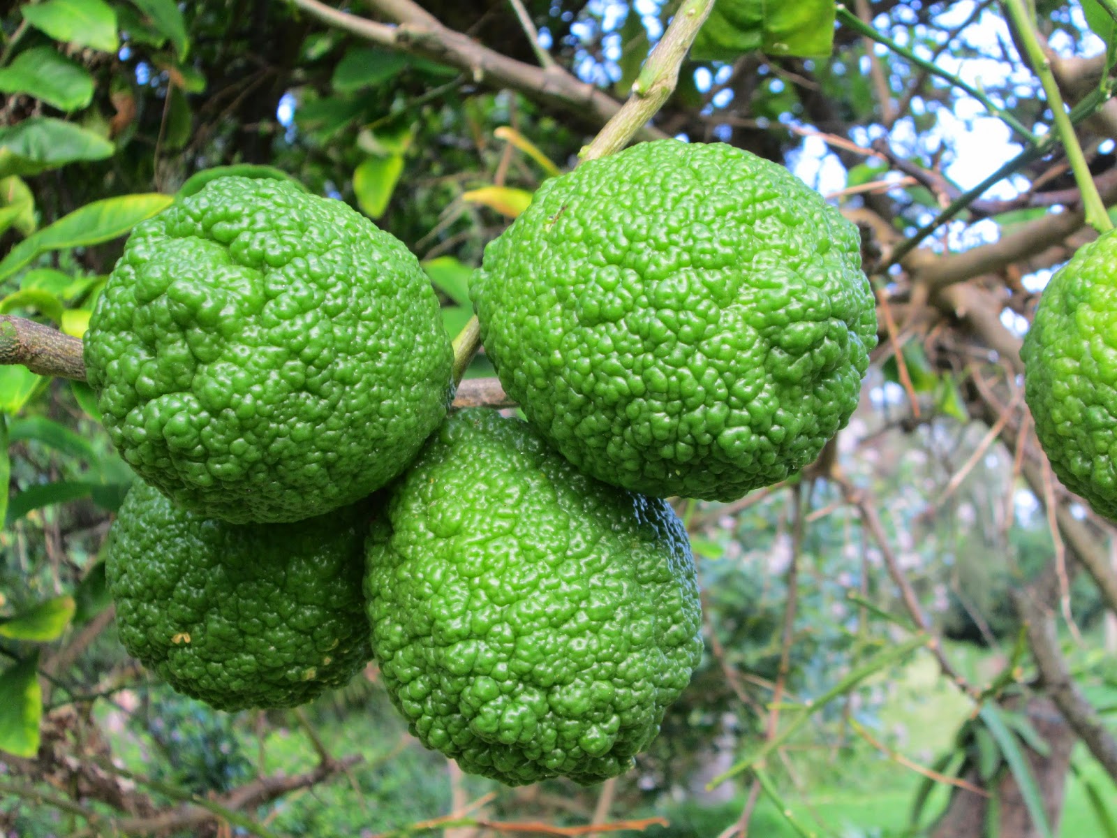 Garden Notes from Hawaii A TALE OF TWO LEMON TREES (Citrus x meyeri