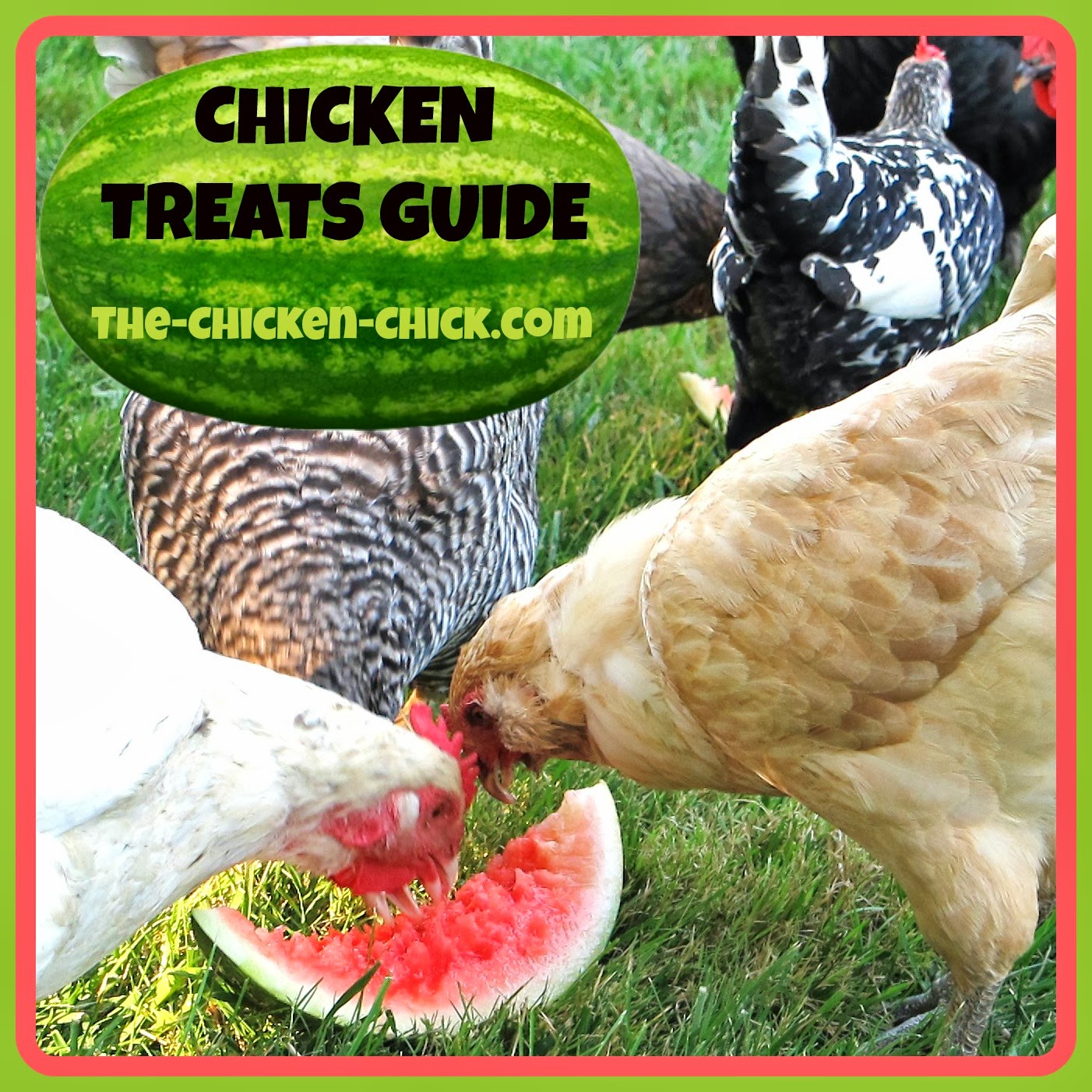 chicken treats chicken treats guide don t your pets to the chicken 174 chicken treats chicken treats guide don t your pets to the chicken 174