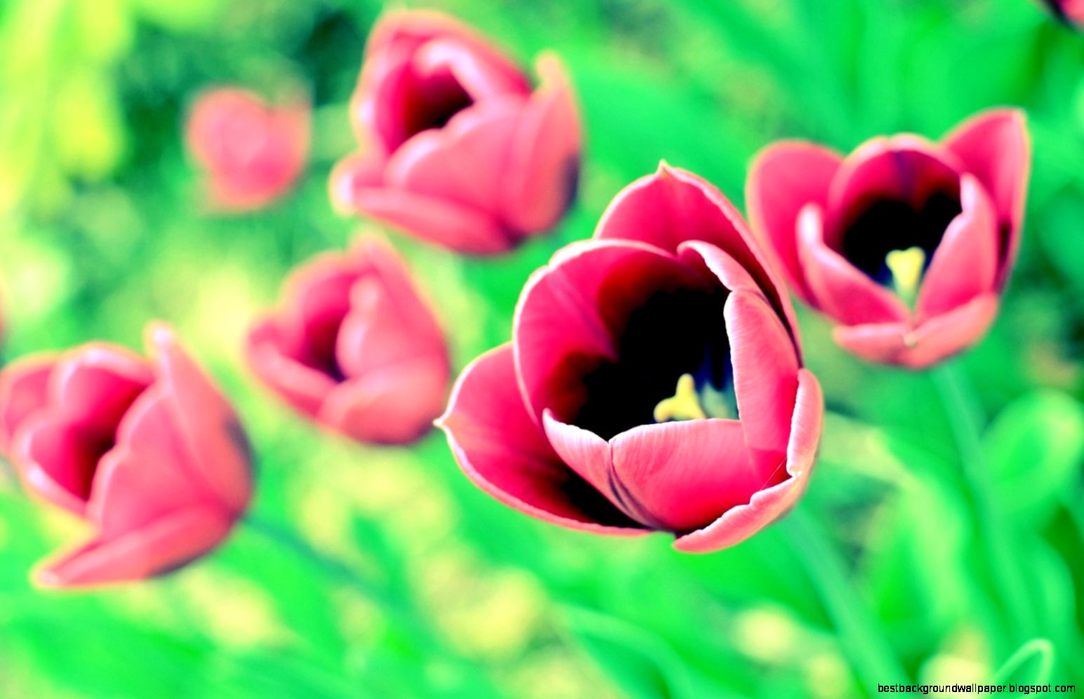 Awesome Tulips Flowers Photo Hd Wallpaper Wallpaper List Awesome Tulips Flowers Photo Hd Wallpaper Wallpaper List