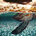 Sea Turtle by Geno Arguelles