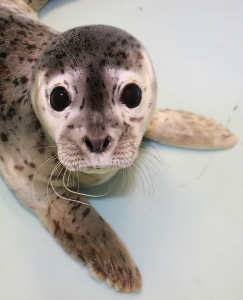 Cute! Gouda the Harbor Seal pup!