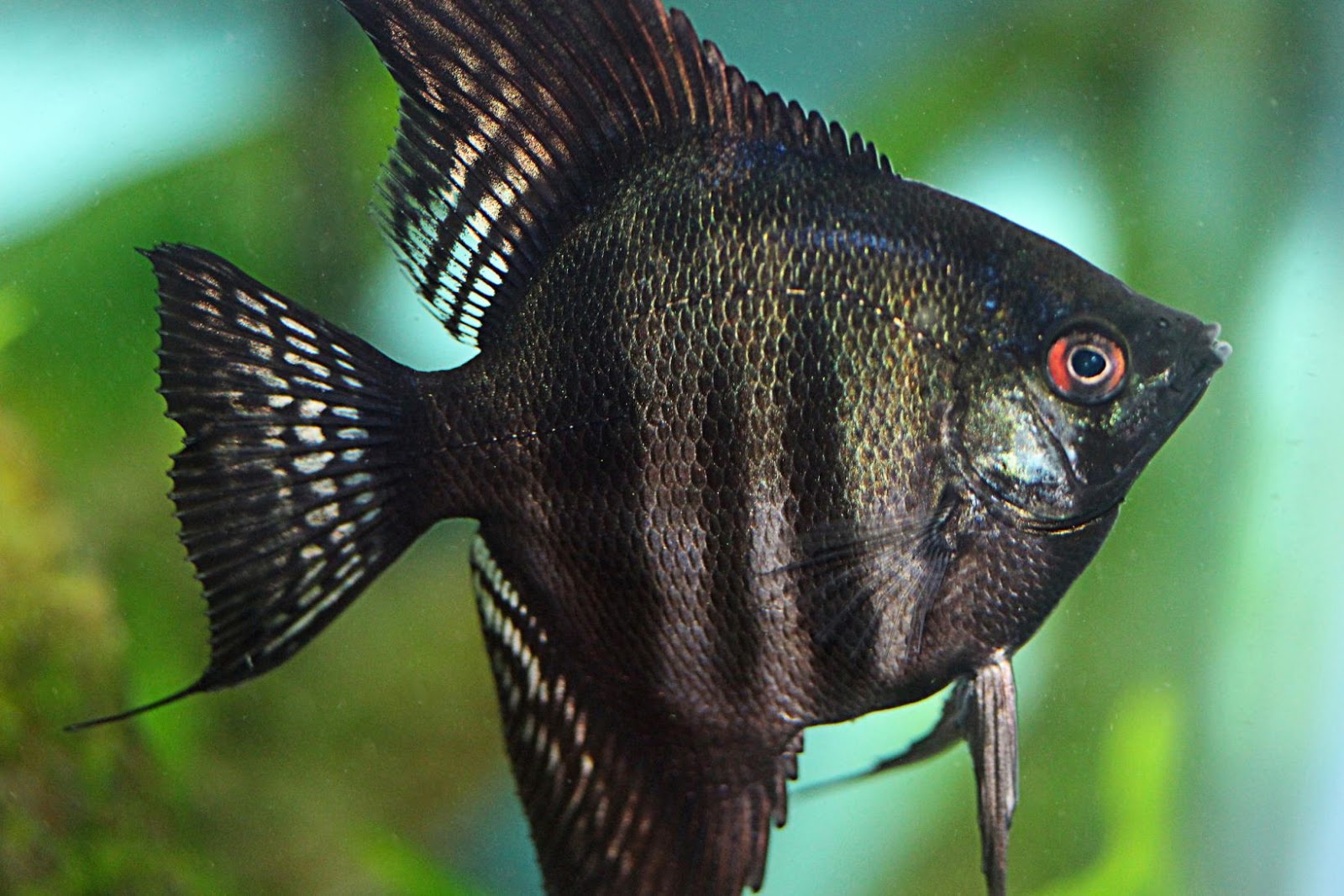 25 Incredibly Colorful Angelfish Photos Best Photography, Art