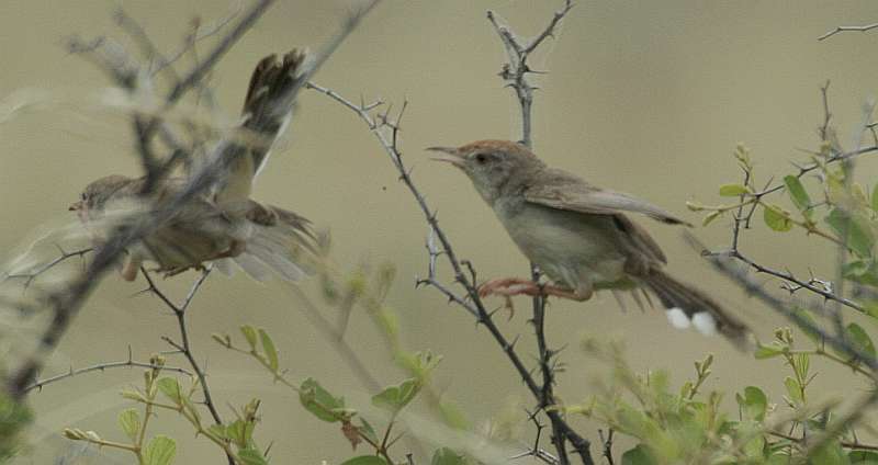 Prenjak++prinia+buchanani.jpg