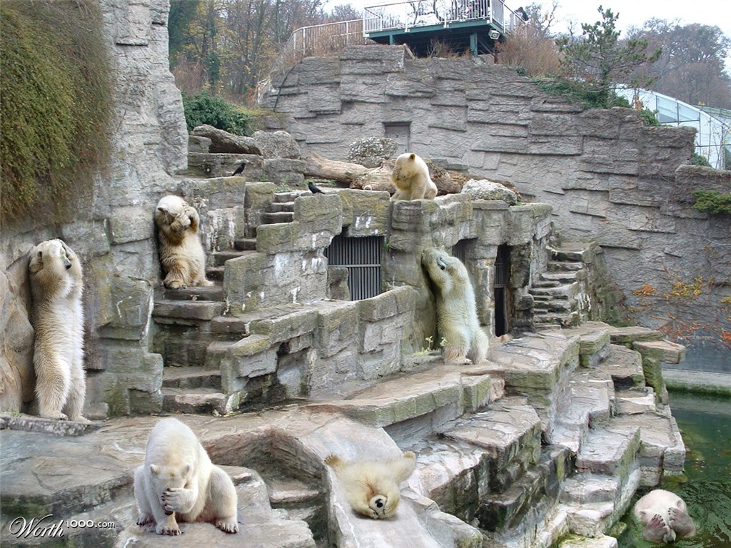 A View from the Beach Flood Helps Polar Bear Escape in Duluth Zoo