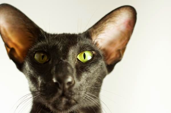 Кошки ориентальной породы. Особенности ухода Кошки ориентальной породы. Особенности ухода