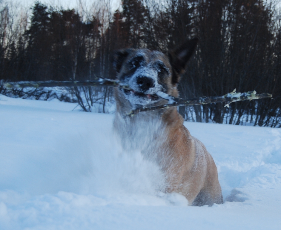 Sieltä pommi