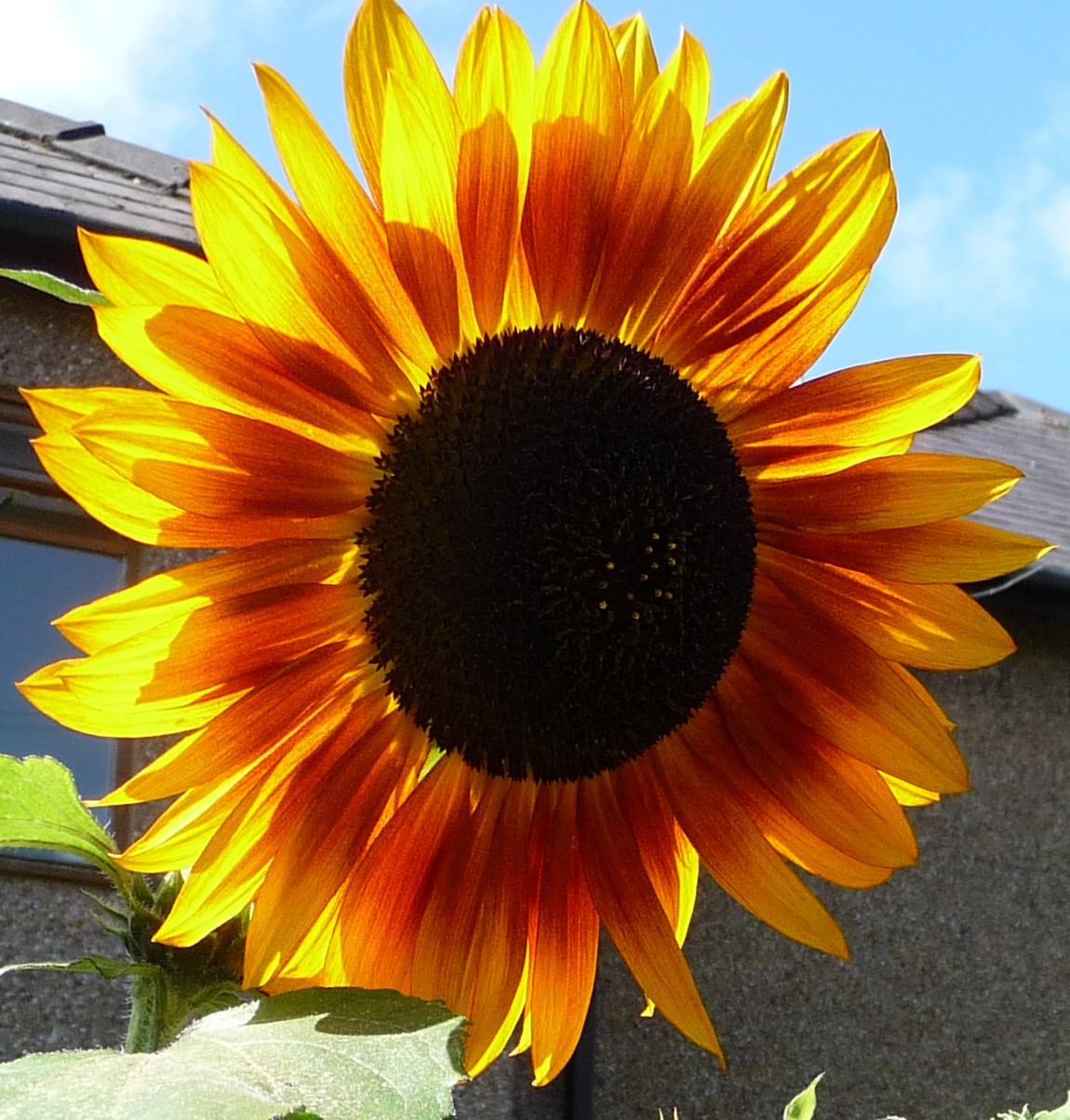 Wool Tribulations of Hand Spinning and Herbal Dyeing Making Sunflower Dye from the Plant to