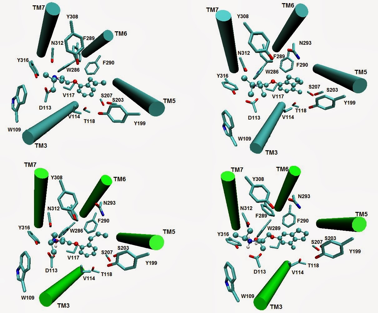 Modelos de receptor B2AR de cobayo2013