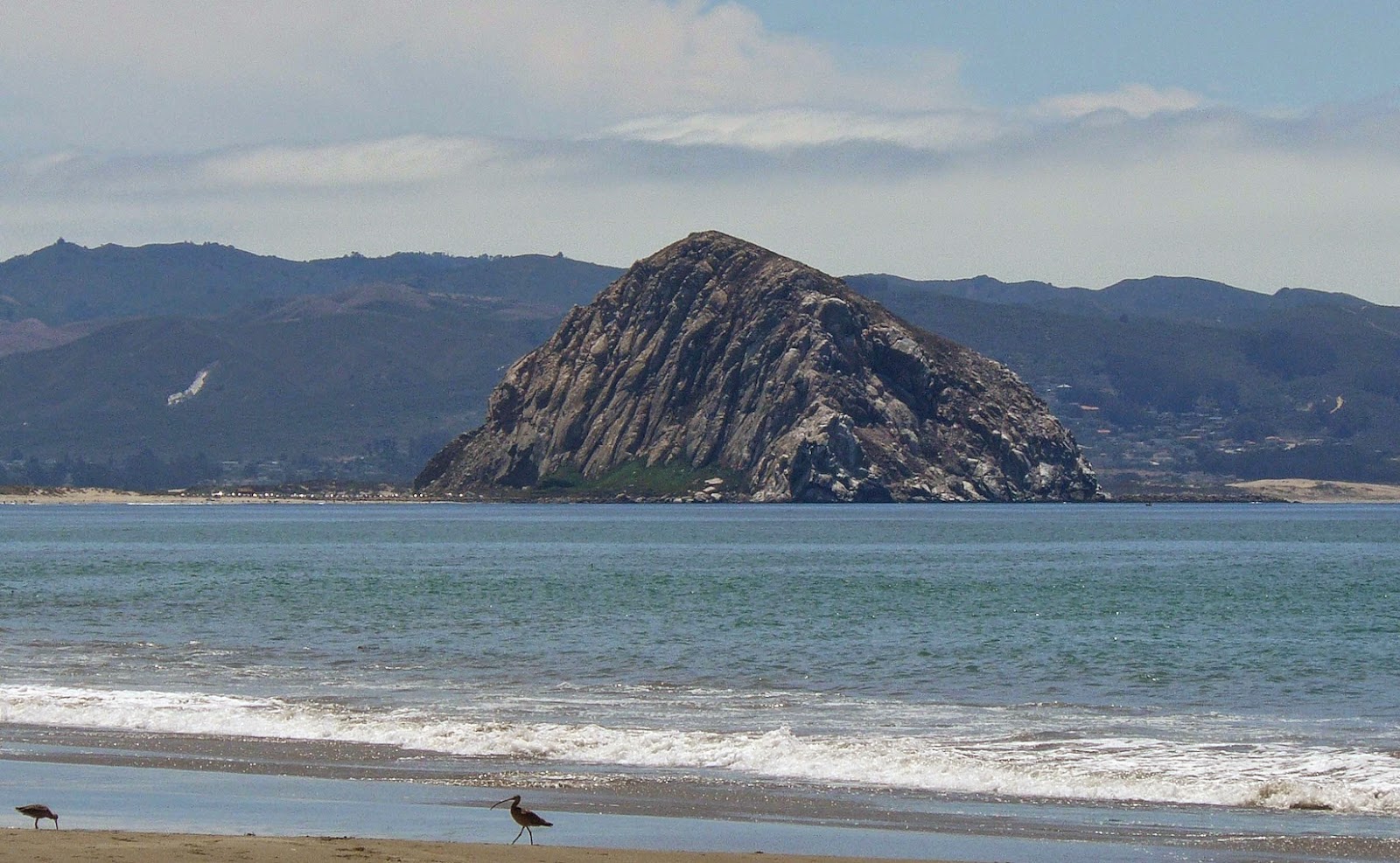 BIRDING THE CENTRAL COAST July 2014