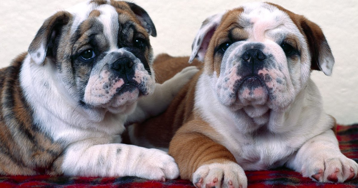 the different types of Bulldog. |http://get-pets.blogspot.com