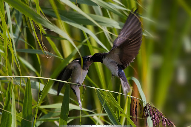 Boerenzwaluw voert zijn inmiddels volgroeide jong - Barnswallow feeding it's fullgrown chick