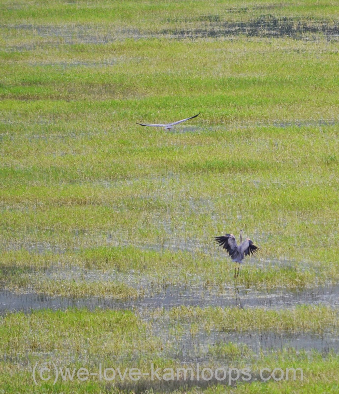 welovekamloops Ord Road Cooney Bay Kamloops, BC