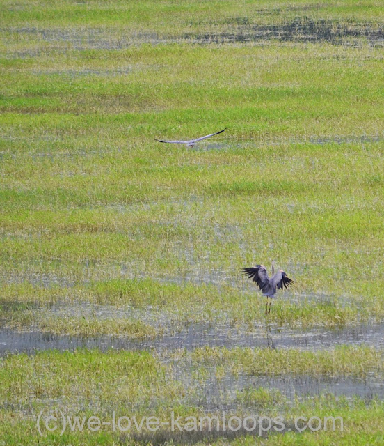 Two herons are seen landing in the water of the field