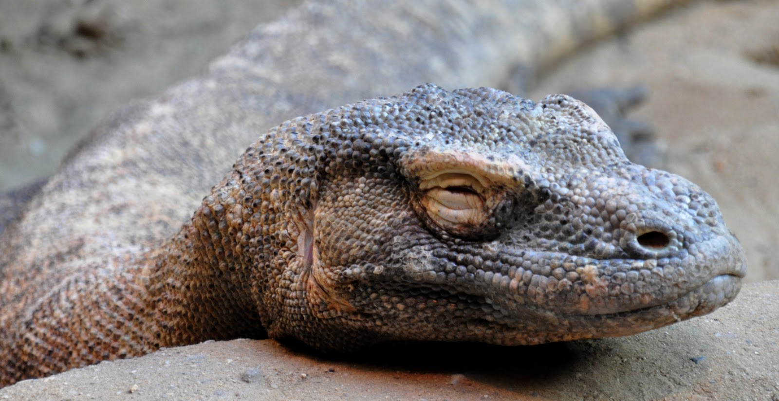 comodo dragon comodo dragon