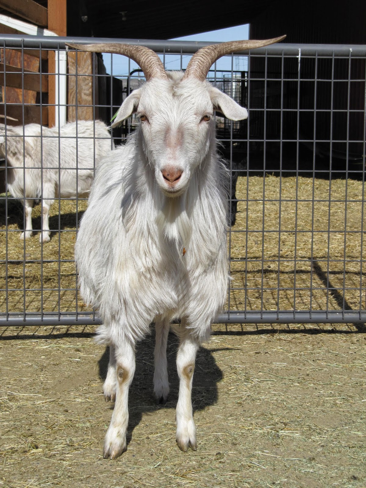 LIBERTY FARM CASHMERE GOATS CASHMERE GOATS FOR SALE