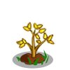 FarmVille Premium Seedling Grown FvLegends FarmVille Premium Seedling Grown