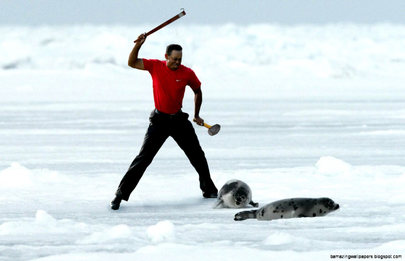 Tiger Woods Throws His Cap photoshopbattles Tiger Woods Throws His Cap photoshopbattles