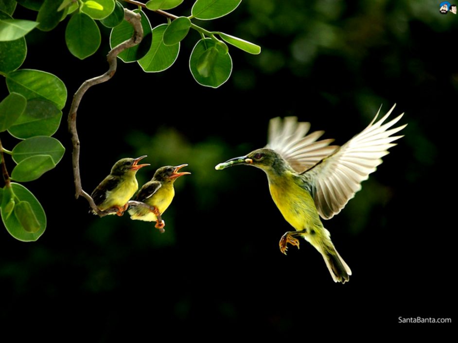 Birds Wallpaper 209 Birds Wallpaper 209