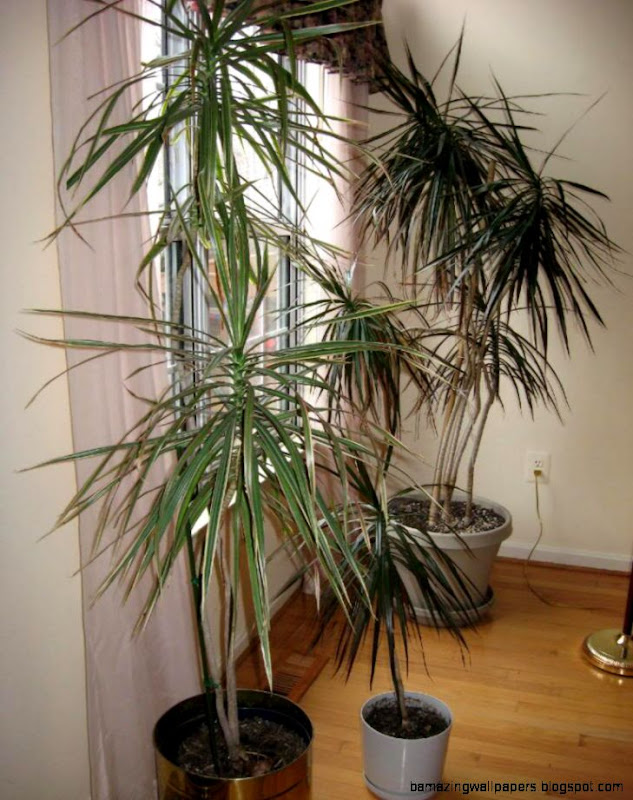 Tall House Plants 6 Photo by CrowMagna Photobucket Tall House Plants 6 Photo by CrowMagna Photobucket