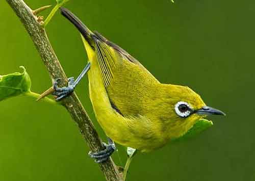 7 Jenis Burung Pleci Yang Bagus Dan Suara Gacor Nya Manuk