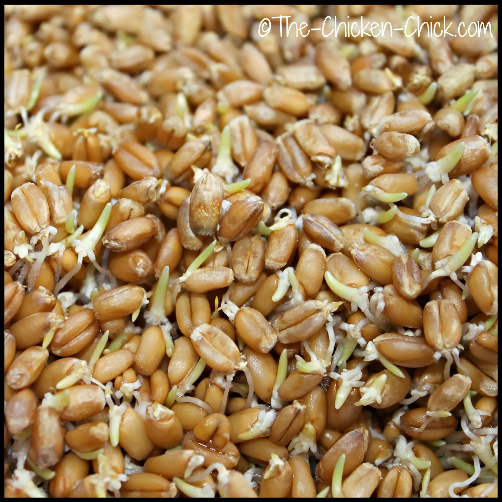 Sprouting Grains for Chickens Fodder for Thought The Chicken Chick®