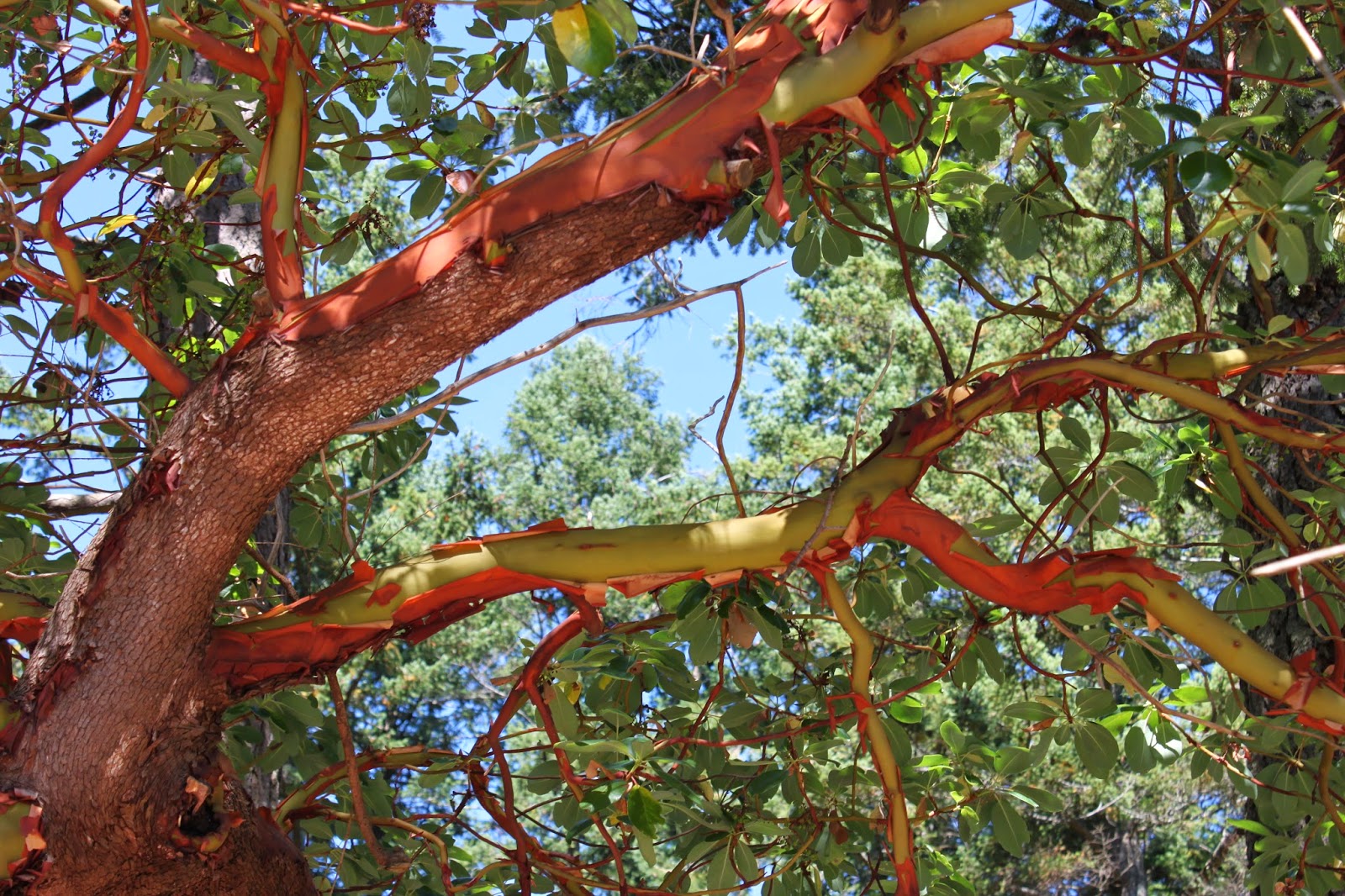 Life, Art and Travel of Lynn Myette The Arbutus Trees on the Gulf Islands