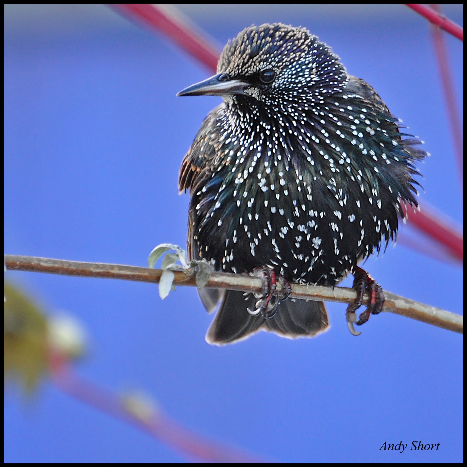 صور طيور birds images Starlings+Beautiful+Birds+On+Branch