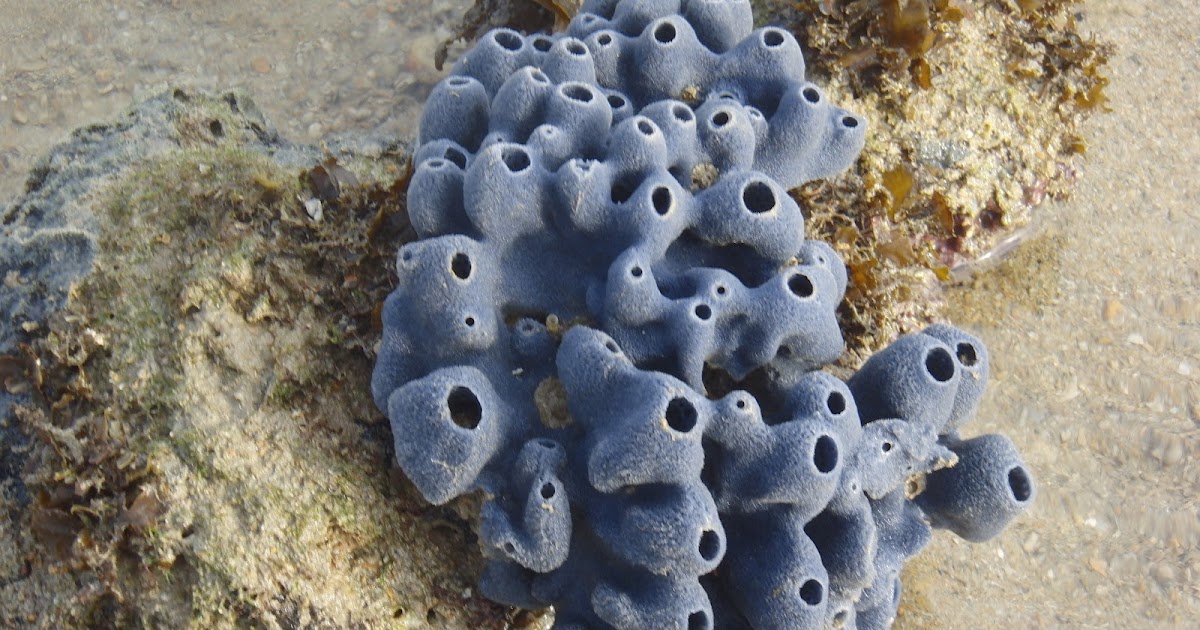 Marine Biology Spongy Sponges