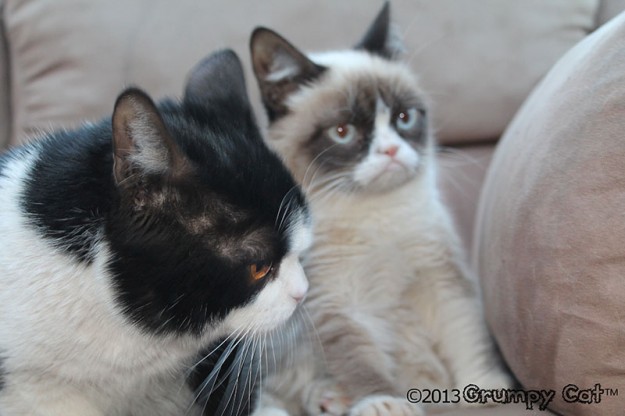 Foto-foto Grumpy cat, kucing yang selalu cemberut | Kucing gue