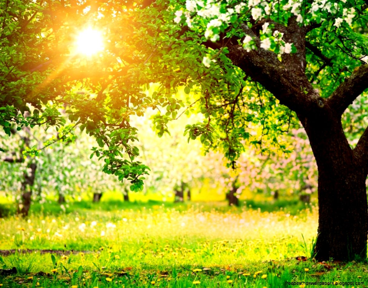1280x1024 Fruit Trees Spring Wallpaper 1280x1024 Fruit Trees Spring Wallpaper