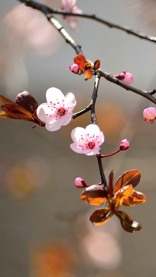 Branches Buds And Flowers Android Wallpaper