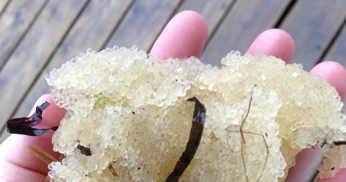 Atxhaayí Haa Khusteeyixh Sitee; Our Food is Our Way of Life