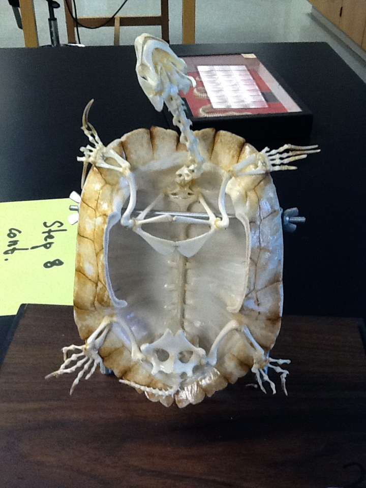 Biology of the Reptilia: Reptiles Lab 1 - Anatomy (Thompson & Serna)