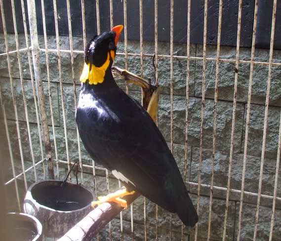 Harga Jual Burung Beo Pintar Bicara Terbaru 2017