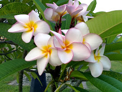 Araliya Flowers