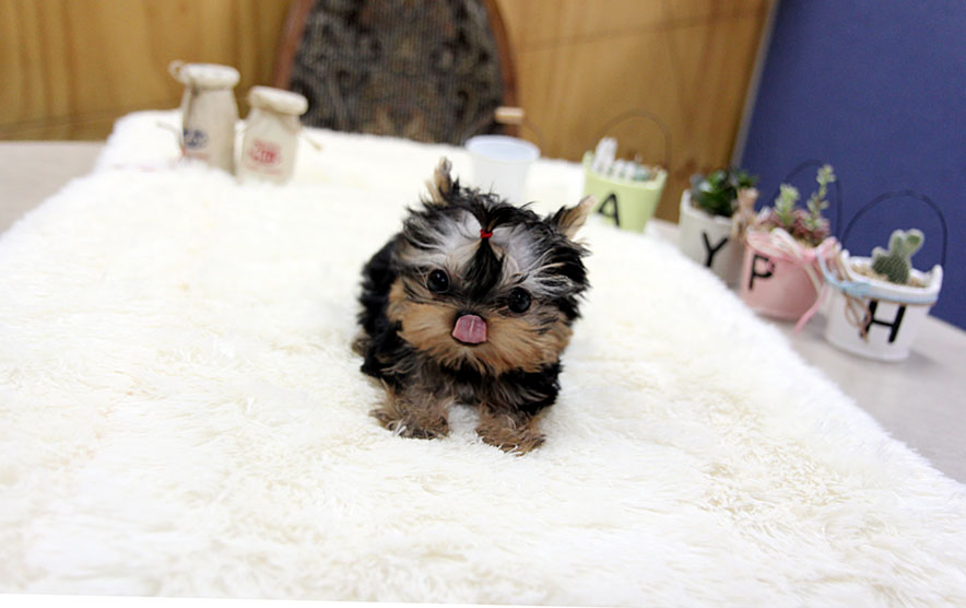 TEACUP PUPPY ★Teacup puppy for sale★Black&gold teacup yorkie Diana )