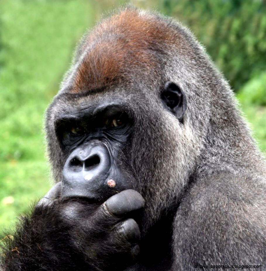 Why Fifth Ape — Fifth Ape Why Fifth Ape — Fifth Ape